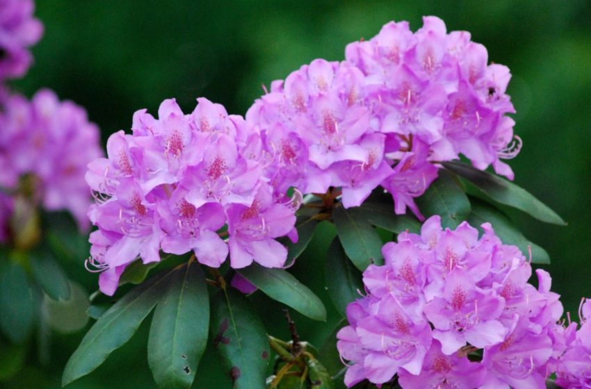  Rhododendron Plant