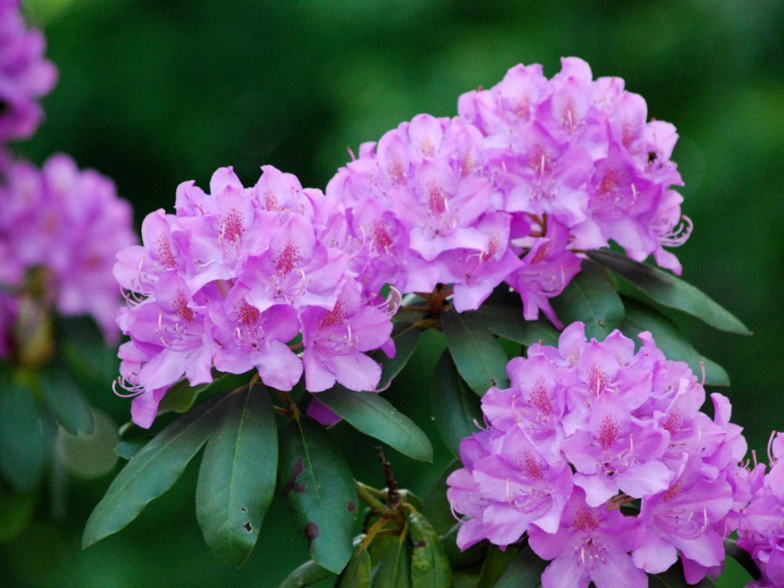 Rhododendron Care - Tips On How To Grow A Rhododendron Bush