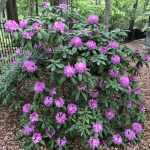 Rhododendron Catawbiense (Catawba Rhododendron, Mountain Rosebay