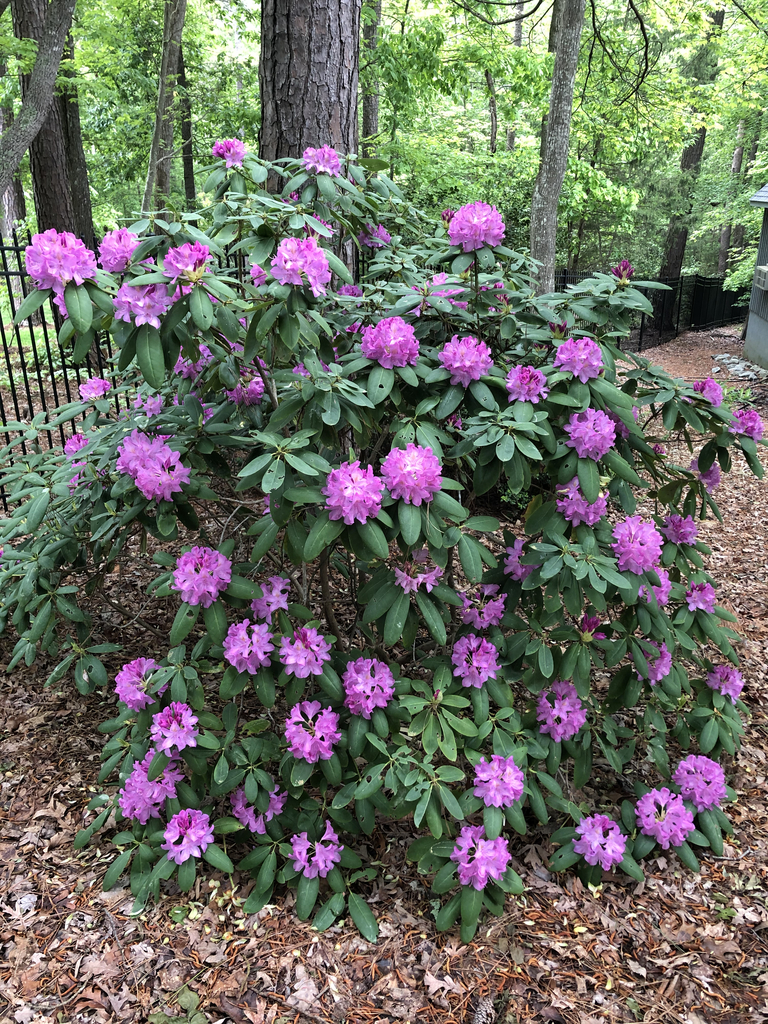 Rhododendron Catawbiense (Catawba Rhododendron, Mountain Rosebay