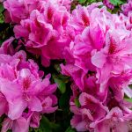 Rhododendron | Definition, Description, Major Species, & Facts