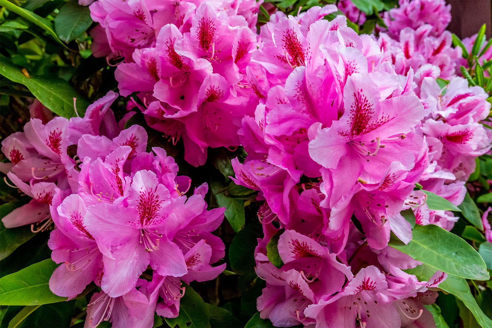 Rhododendron | Definition, Description, Major Species, & Facts