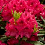 Rhododendron: How To Plant, Grow And Care For Rhododendron | Hgtv