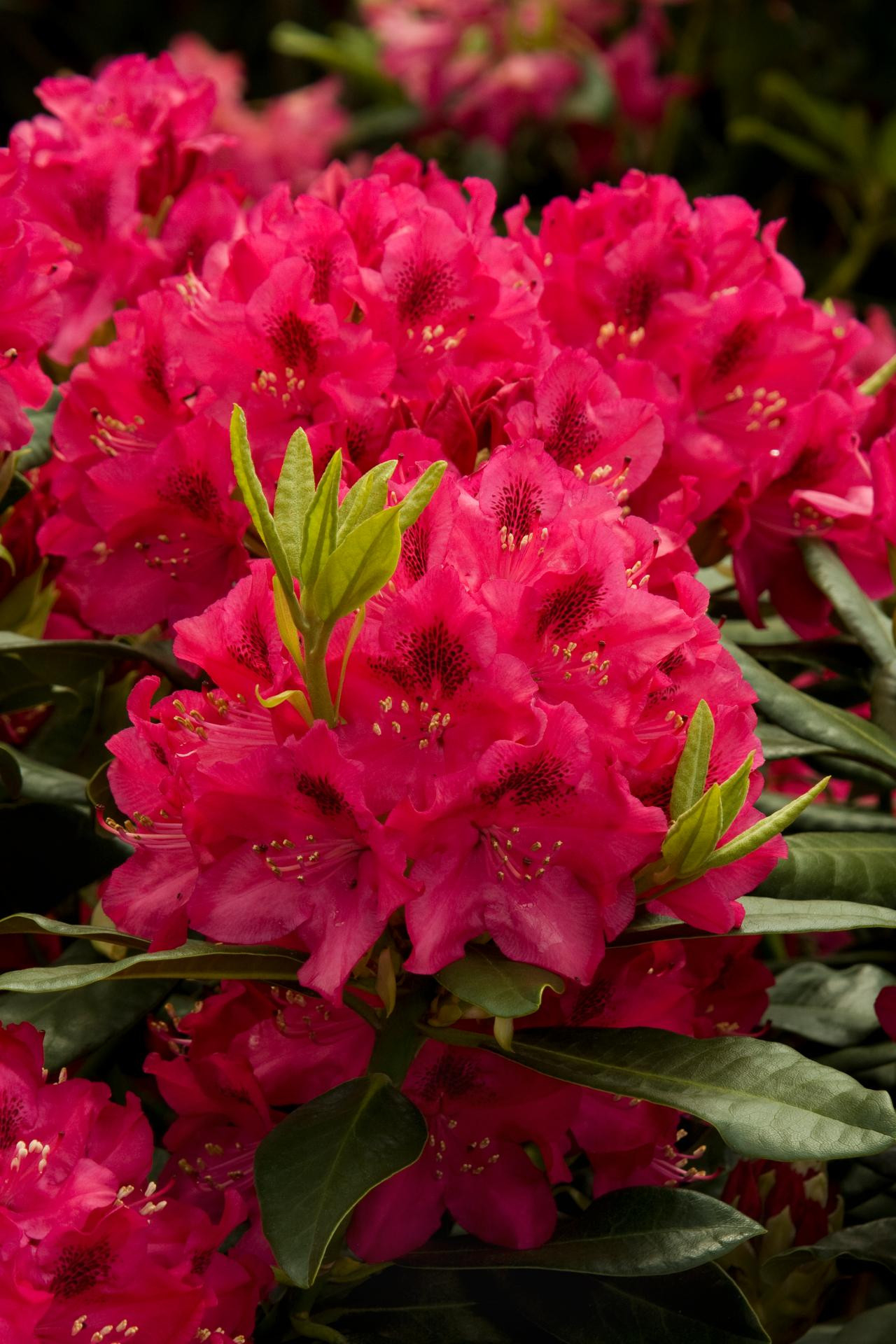 Rhododendron: How To Plant, Grow And Care For Rhododendron | Hgtv