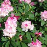 Rhododendron: How To Plant, Grow And Care For Rhododendron | Hgtv