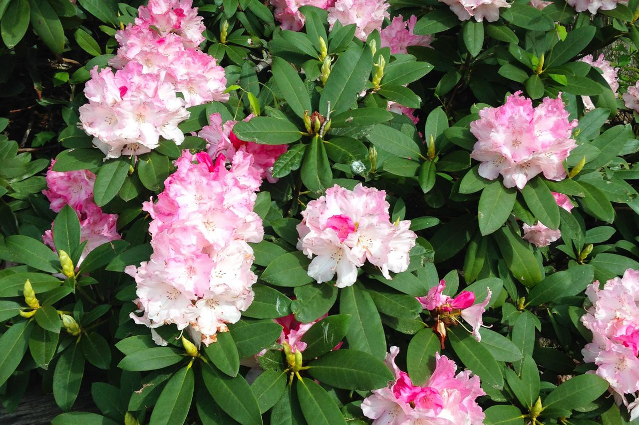 Rhododendron: How To Plant, Grow And Care For Rhododendron | Hgtv