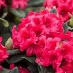 Rhododendron: Plant, Grow And Care For Rhododendrons | Bbc