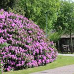 Rhododendron – Planting, Care And Pruning Rhododendrons For