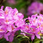 Rhododendrons: Spring Planting And Care Tips – Horticulture