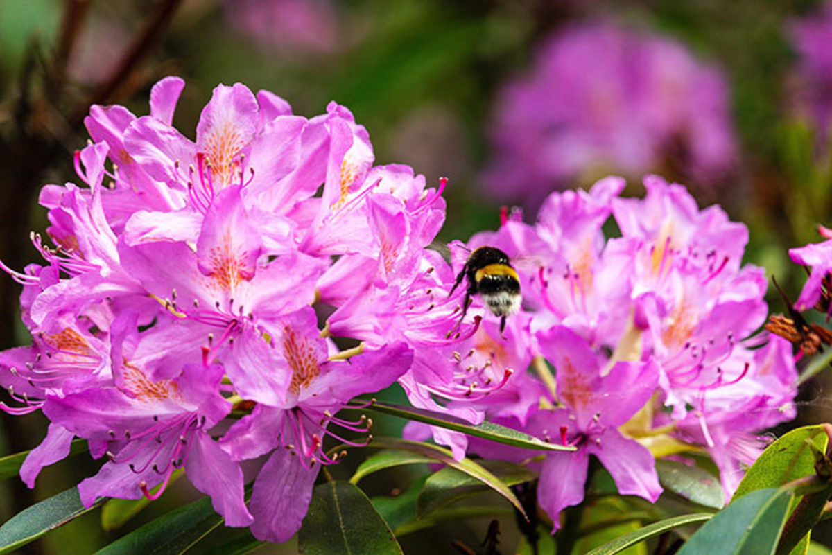 Rhododendrons: Spring Planting And Care Tips – Horticulture