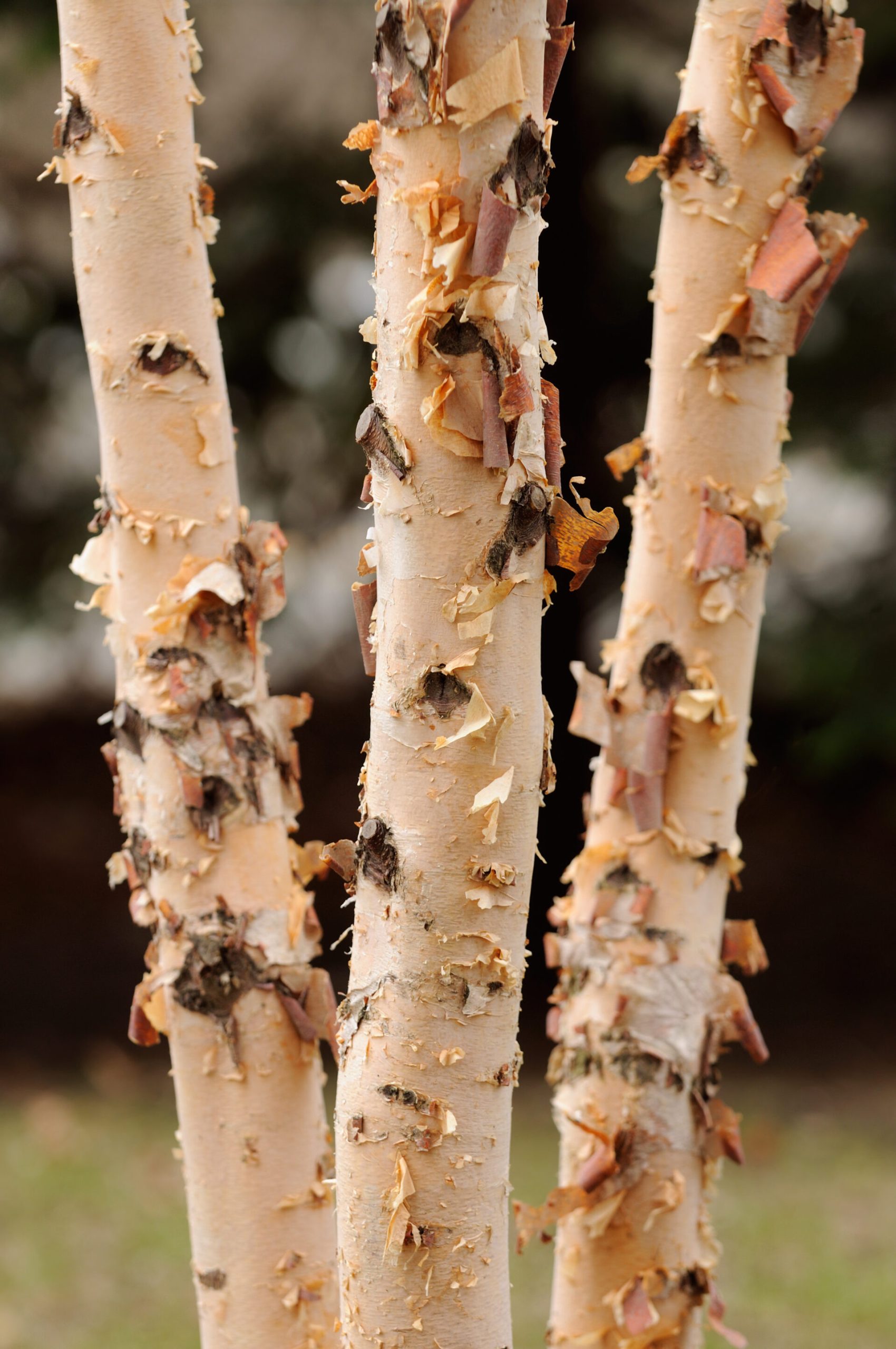 River Birch (Betula Nigra)