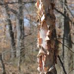 River Birch Tree Facts – Growing River Birch Trees In The Landscape