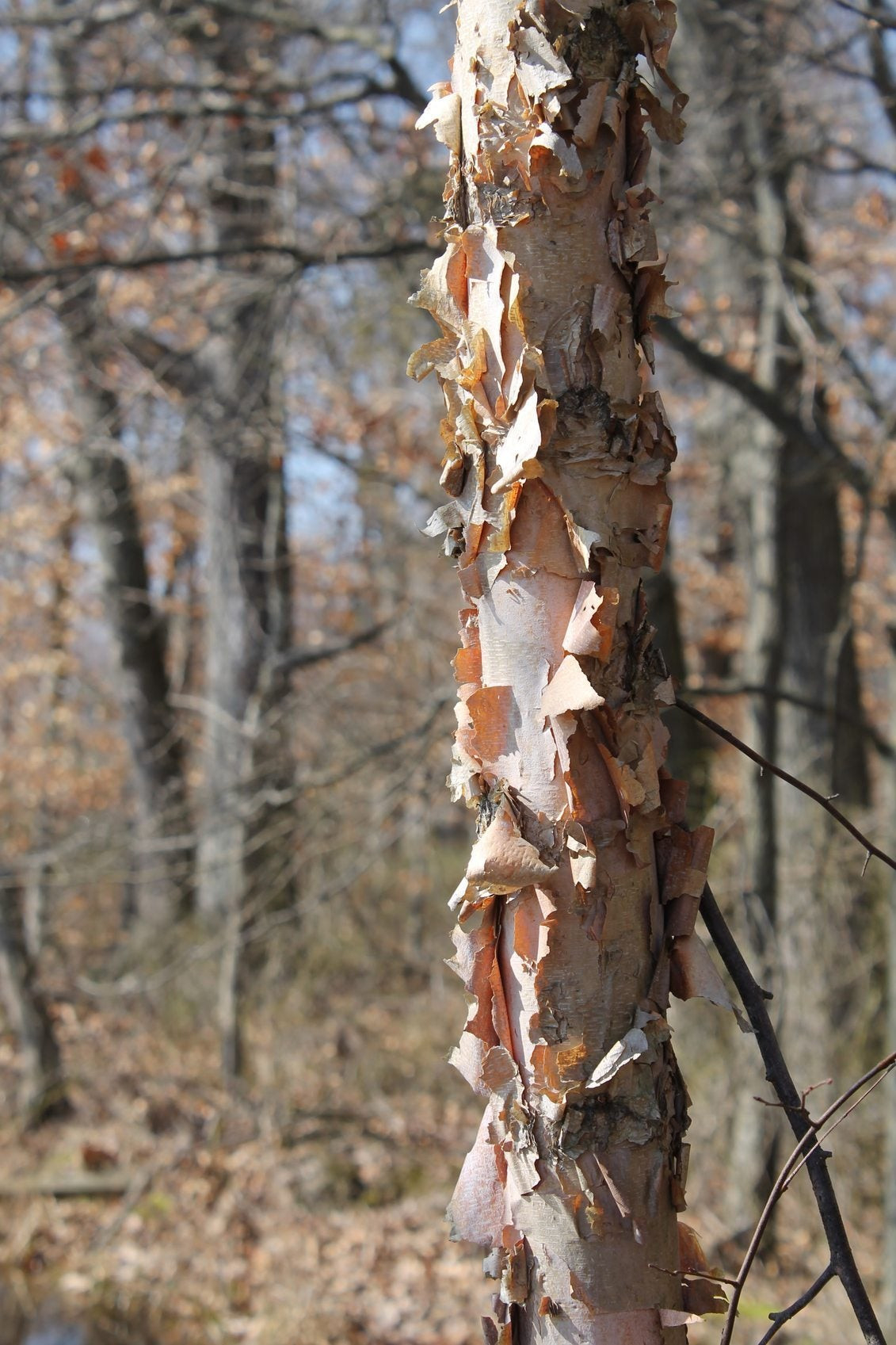 River Birch Tree Facts - Growing River Birch Trees In The Landscape