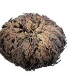 Rose Of Jericho Dried Whole Plant 4 24 Pieces – Selaginella Lepidophylla