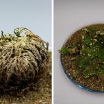 Rose Of Jericho Time Lapse – Resurrection Plant