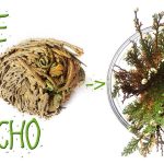 Rose Of Jericho – Very Interesting Plant