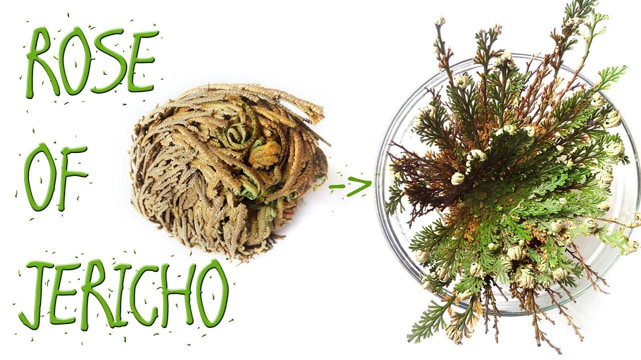 Rose Of Jericho - Very Interesting Plant