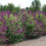 Royalrazz® Buddleia – Star® Roses And Plants