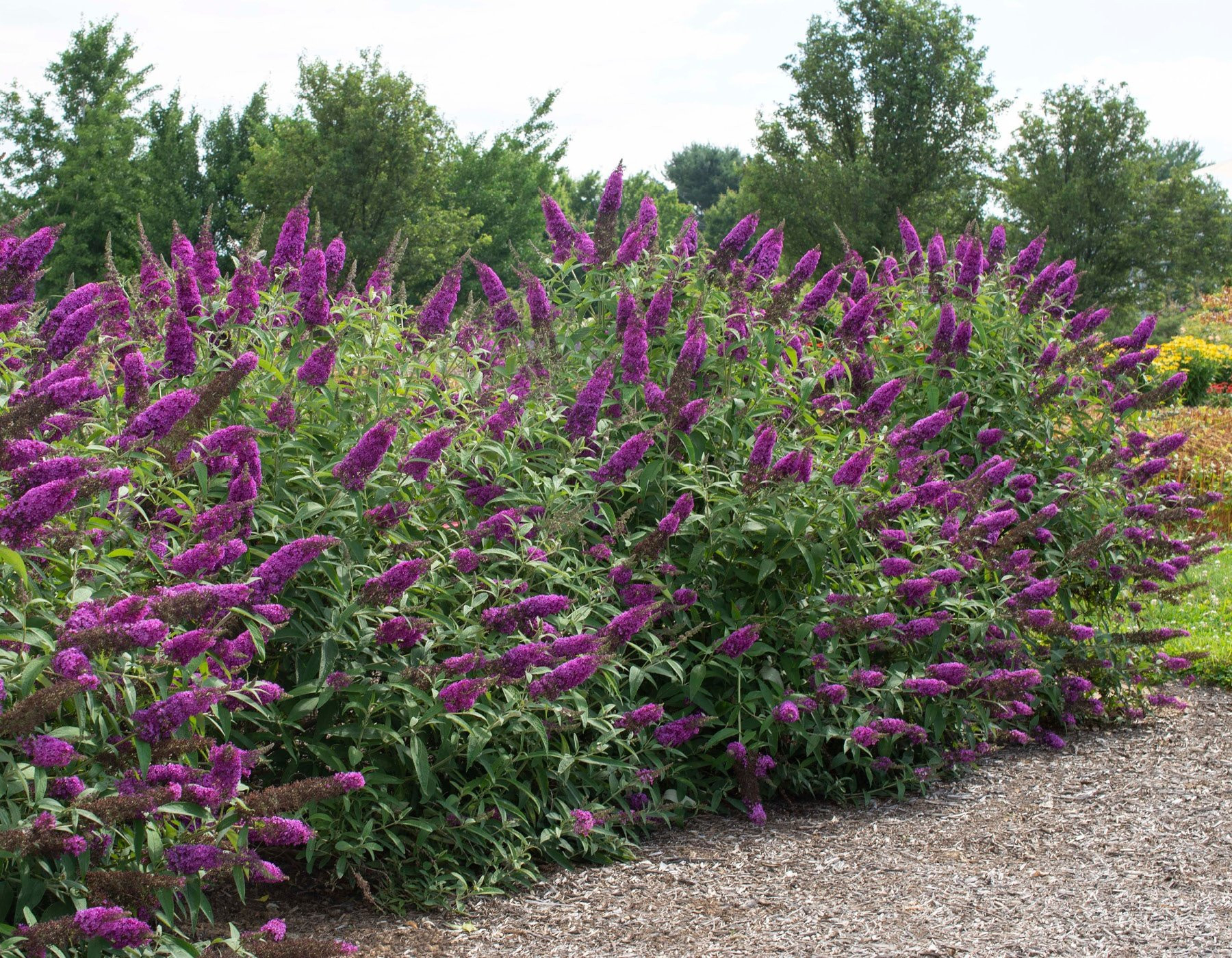 Royalrazz® Buddleia – Star® Roses And Plants