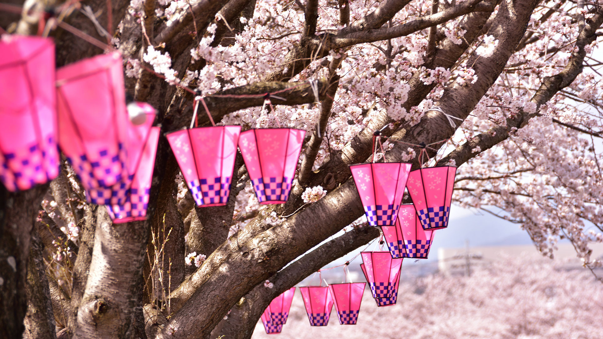 Sakura – Where, When, And How To Enjoy Japanese Cherry Blossoms