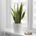 Sansevieria Trifasciata Potted Plant - Mother-In-Law'S Tongue 15 Cm