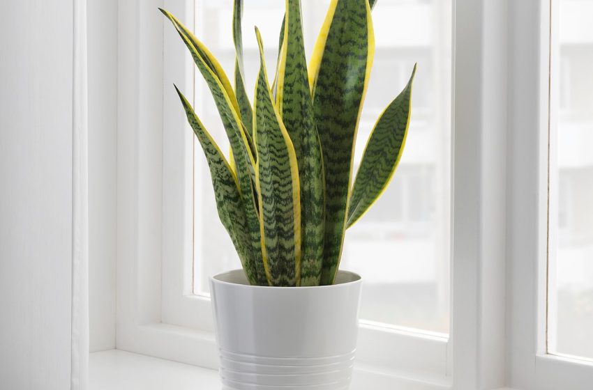  Snake Plant