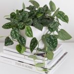 Satin Pothos (Scindapsus Pictus): Care & Growing Guide