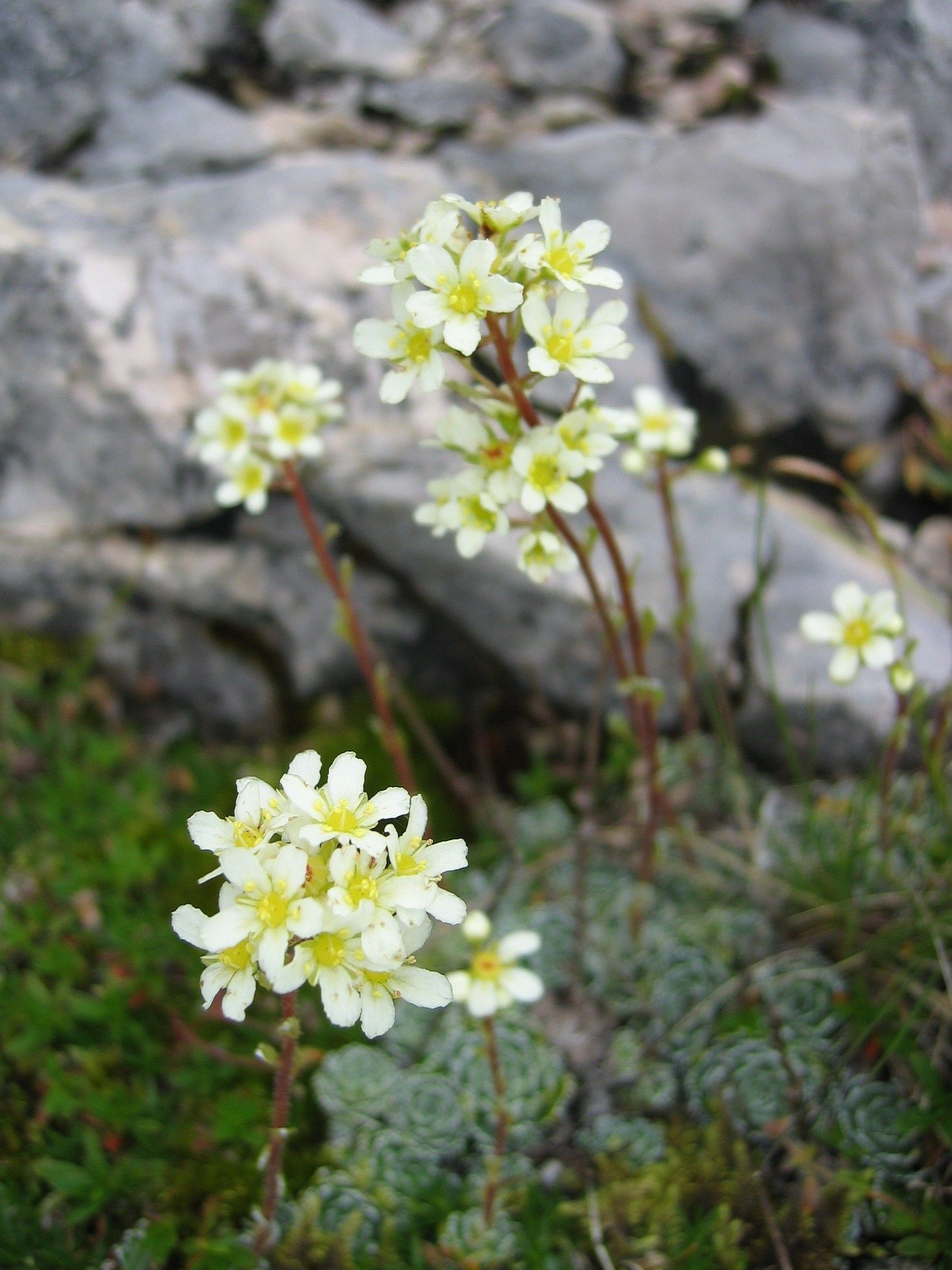 Saxifraga Paniculata – Wikipedia
