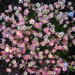 Saxifraga 'Pink', Mossy Saxifrage 'Pink' In Gardentags Plant