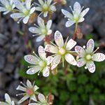 Saxifraga (Saxifrage; Rockfoil) – A To Z Flowers
