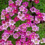 Saxifraga Seeds – Rose Robe