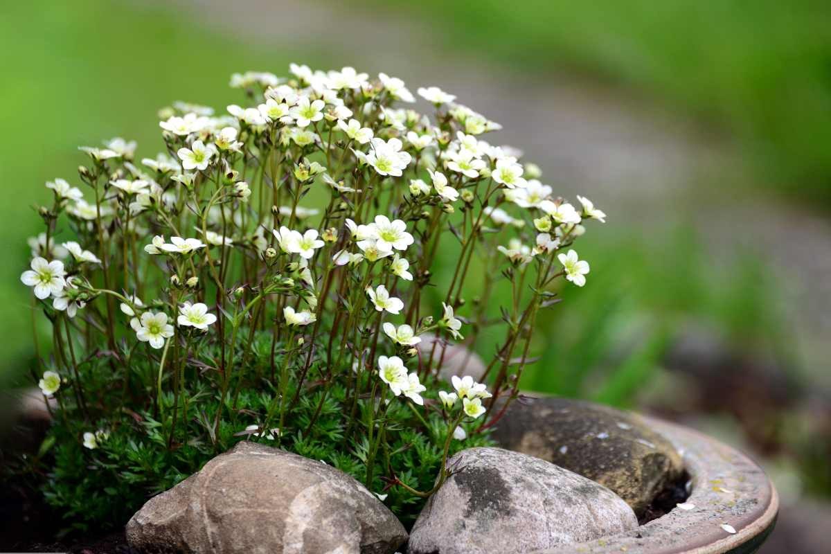 Saxifrage – Blooming And Advice On Caring For This Lovely Tiny