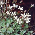 Saxifrage | Plant | Britannica