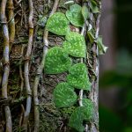 Scindapsus Pictus 'Argyraeus' | Botany Photo Of The Day