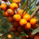 Sea Buckthorn Leaf Extracts Show Exercise Benefits: Study