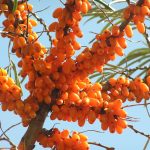 Sea Buckthorn Oil – Wikipedia