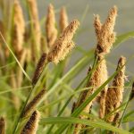 Sedge, Carex – Advice On Caring For It