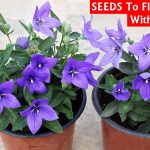 See How To Grow Balloon Flower (Platycodon) From Seeds