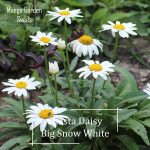 Shasta Snow White Big Daisy Flower Seeds – 100 Seed *Pot Friendly