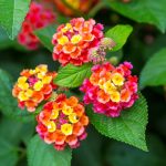 Shop Lantana Plant Online – Aug 2022 | Lazada.my