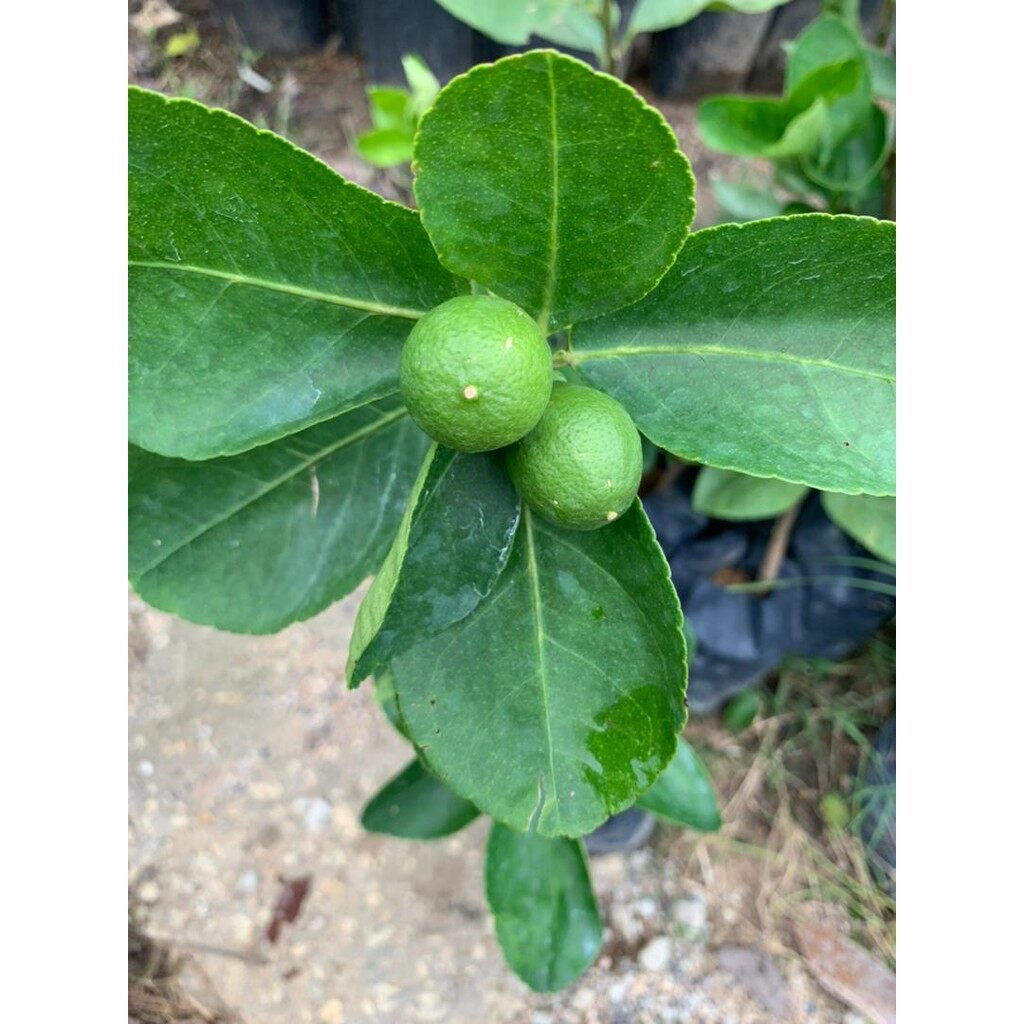 Shop Lime Tree Plant Online - Aug 2022 | Lazada.my
