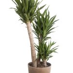 Should I Repot Yucca – Repotting Yucca Houseplants