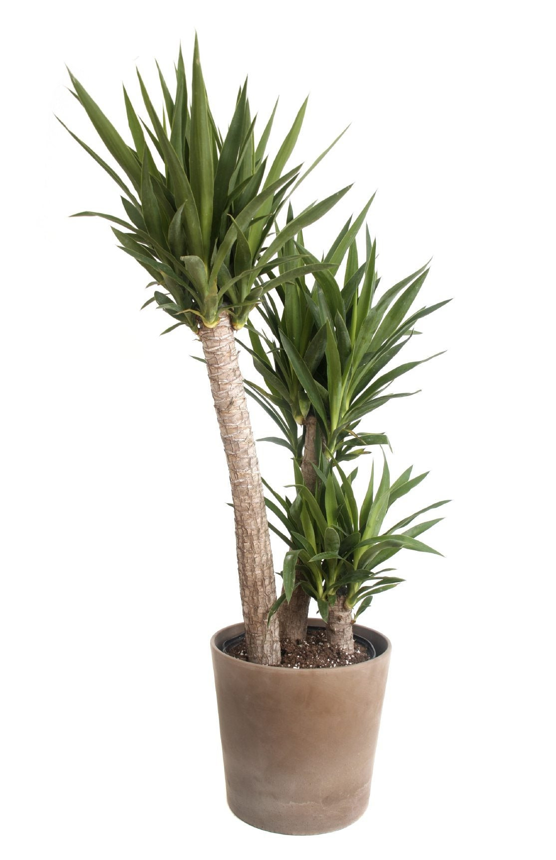 Should I Repot Yucca – Repotting Yucca Houseplants