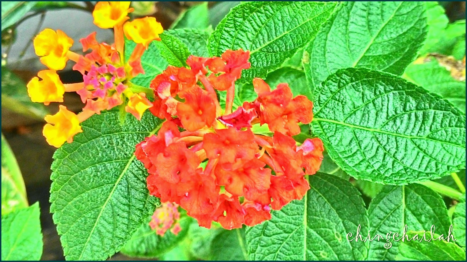 Simple Living In Nancy: Lantana Camara Or Bunga Tahi Ayam