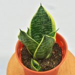 Snake Plant