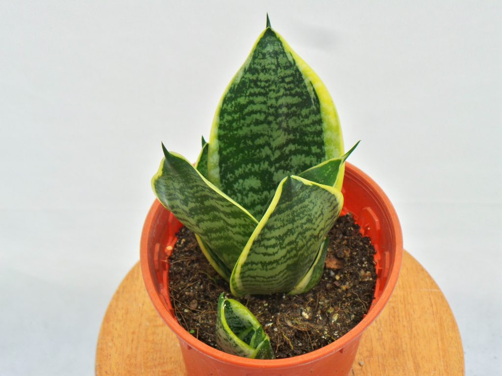 Snake Plant