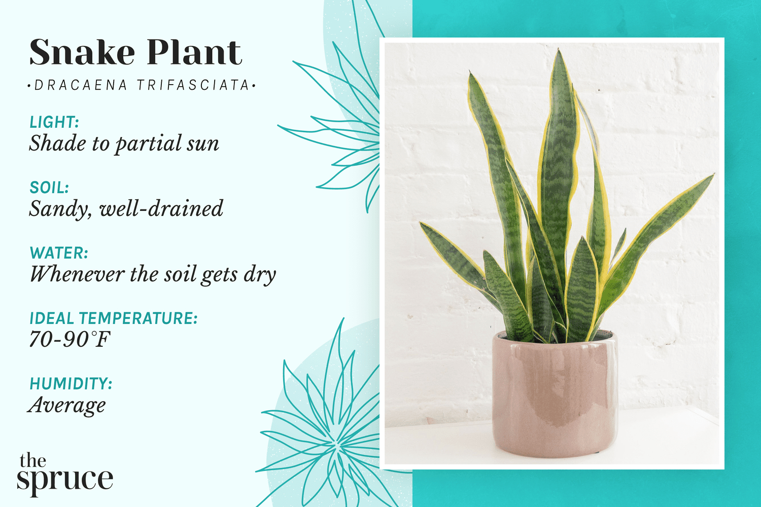 Snake Plant: Care & Growing Guide