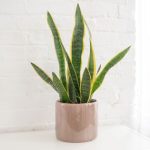 Snake Plant: Care & Growing Guide