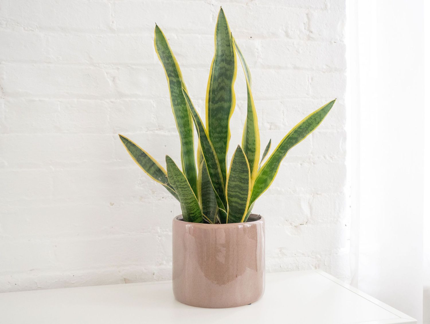 Snake Plant: Care & Growing Guide