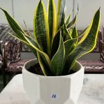 Snake Plant, Furniture & Home Living, Gardening, Pots & Planters